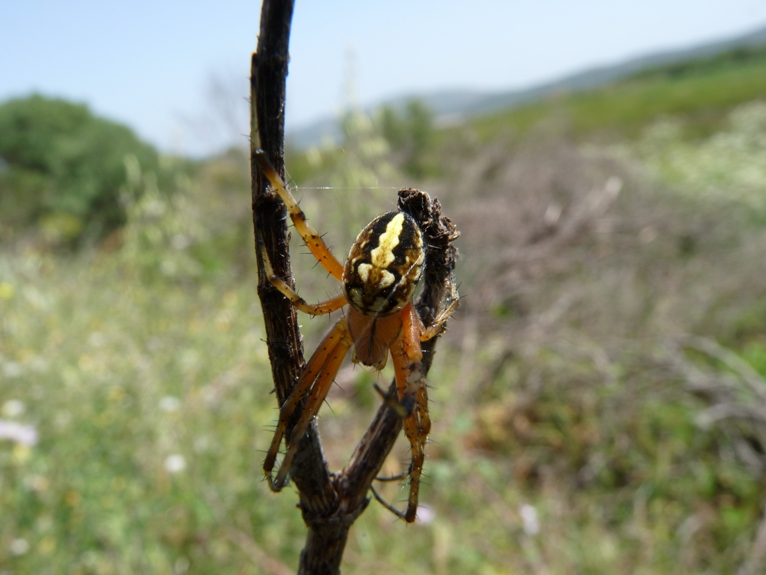 Neoscona adianta